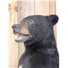 Image 4 : Black Bear Full Body Taxidermy Mount