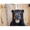 Image 5 : Black Bear Full Body Taxidermy Mount