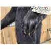 Image 6 : Black Bear Full Body Taxidermy Mount