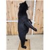 Image 8 : Black Bear Full Body Taxidermy Mount