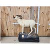 Image 1 : Alaskan Dall Sheep Full Body Taxidermy Mount