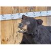 Image 2 : Black Bear Full Body Taxidermy Mount
