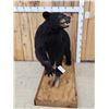 Image 3 : Black Bear Full Body Taxidermy Mount