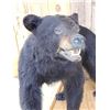 Image 4 : Black Bear Full Body Taxidermy Mount