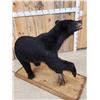 Image 5 : Black Bear Full Body Taxidermy Mount