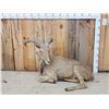 Image 1 : Aoudad Or Barbary Sheep Full Body Taxidermy Mount