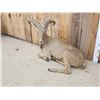 Image 2 : Aoudad Or Barbary Sheep Full Body Taxidermy Mount