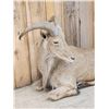 Image 4 : Aoudad Or Barbary Sheep Full Body Taxidermy Mount