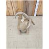 Image 6 : Aoudad Or Barbary Sheep Full Body Taxidermy Mount