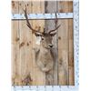 Image 1 : Chocolate Fallow Deer Shoulder Mount Taxidermy