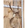 Image 2 : Chocolate Fallow Deer Shoulder Mount Taxidermy