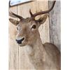 Image 4 : Chocolate Fallow Deer Shoulder Mount Taxidermy