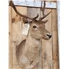 Image 5 : Chocolate Fallow Deer Shoulder Mount Taxidermy