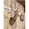 Image 2 : Sika Deer Shoulder Mount Taxidermy
