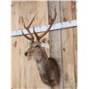 Image 3 : Sika Deer Shoulder Mount Taxidermy