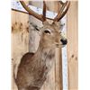 Image 5 : Sika Deer Shoulder Mount Taxidermy