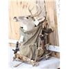 Image 4 : Whitetail Deer Pack Out Taxidermy Mount