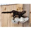 Image 2 : Fisher Cat Full Body Taxidermy Mount