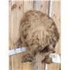 Image 2 : Russian Brown Bear Rump Taxidermy