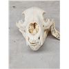 Image 3 : Black Bear Skull Taxidermy
