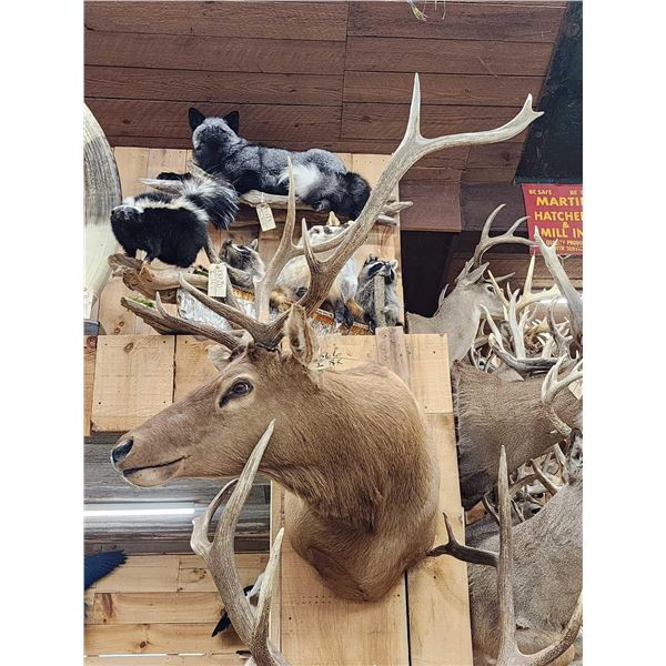 5x5 Elk Shoulder Mount Taxidermy