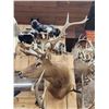 Image 1 : 5x5 Elk Shoulder Mount Taxidermy