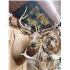 Image 3 : 5x5 Elk Shoulder Mount Taxidermy