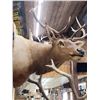 Image 4 : 5x5 Elk Shoulder Mount Taxidermy