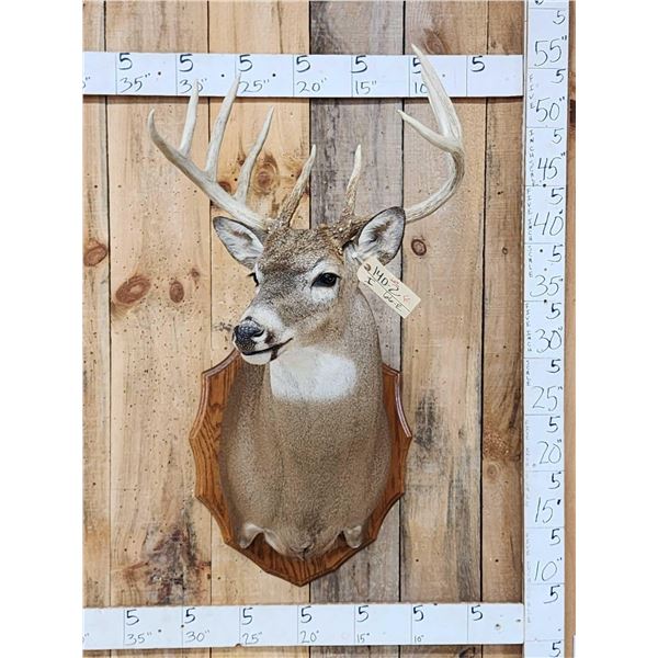 Extra Nice 5x5 Wild Iowa Whitetail Shoulder Mount Taxidermy
