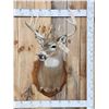 Image 1 : Extra Nice 5x5 Wild Iowa Whitetail Shoulder Mount Taxidermy