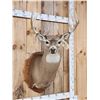 Image 2 : Extra Nice 5x5 Wild Iowa Whitetail Shoulder Mount Taxidermy