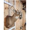 Image 3 : Extra Nice 5x5 Wild Iowa Whitetail Shoulder Mount Taxidermy
