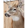 Image 5 : Extra Nice 5x5 Wild Iowa Whitetail Shoulder Mount Taxidermy