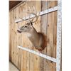 Image 6 : Extra Nice 5x5 Wild Iowa Whitetail Shoulder Mount Taxidermy