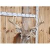 Image 7 : Extra Nice 5x5 Wild Iowa Whitetail Shoulder Mount Taxidermy