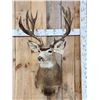 Image 1 : Over 200" Big Canadian Mule Deer Shoulder Mount Taxidermy