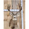 Image 2 : Over 200" Big Canadian Mule Deer Shoulder Mount Taxidermy