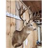 Image 3 : Over 200" Big Canadian Mule Deer Shoulder Mount Taxidermy