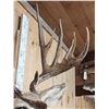 Image 5 : Over 200" Big Canadian Mule Deer Shoulder Mount Taxidermy