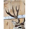 Image 6 : Over 200" Big Canadian Mule Deer Shoulder Mount Taxidermy