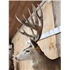Image 7 : Over 200" Big Canadian Mule Deer Shoulder Mount Taxidermy