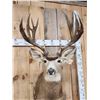 Image 8 : Over 200" Big Canadian Mule Deer Shoulder Mount Taxidermy