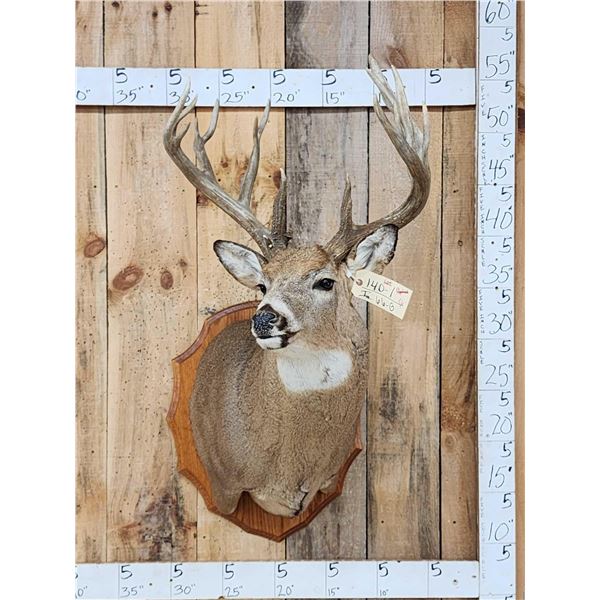 Main Frame 6x5 Wild Iowa Whitetail Shoulder Mount Taxidermy