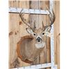 Image 2 : Main Frame 6x5 Wild Iowa Whitetail Shoulder Mount Taxidermy