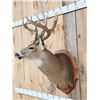 Image 3 : Main Frame 6x5 Wild Iowa Whitetail Shoulder Mount Taxidermy