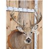 Image 4 : Main Frame 6x5 Wild Iowa Whitetail Shoulder Mount Taxidermy