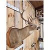 Image 5 : Main Frame 6x5 Wild Iowa Whitetail Shoulder Mount Taxidermy