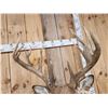Image 7 : Main Frame 6x5 Wild Iowa Whitetail Shoulder Mount Taxidermy
