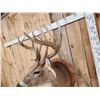 Image 8 : Main Frame 6x5 Wild Iowa Whitetail Shoulder Mount Taxidermy