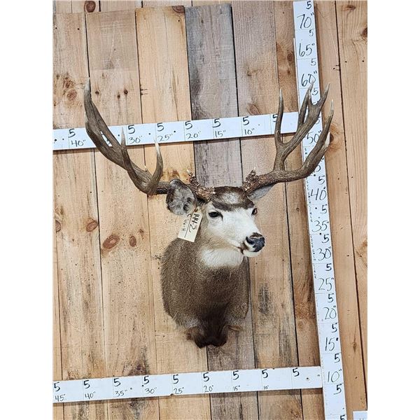 Big Nontypical Colorado Mule Deer Over 200" Shoulder Mount Taxidermy
